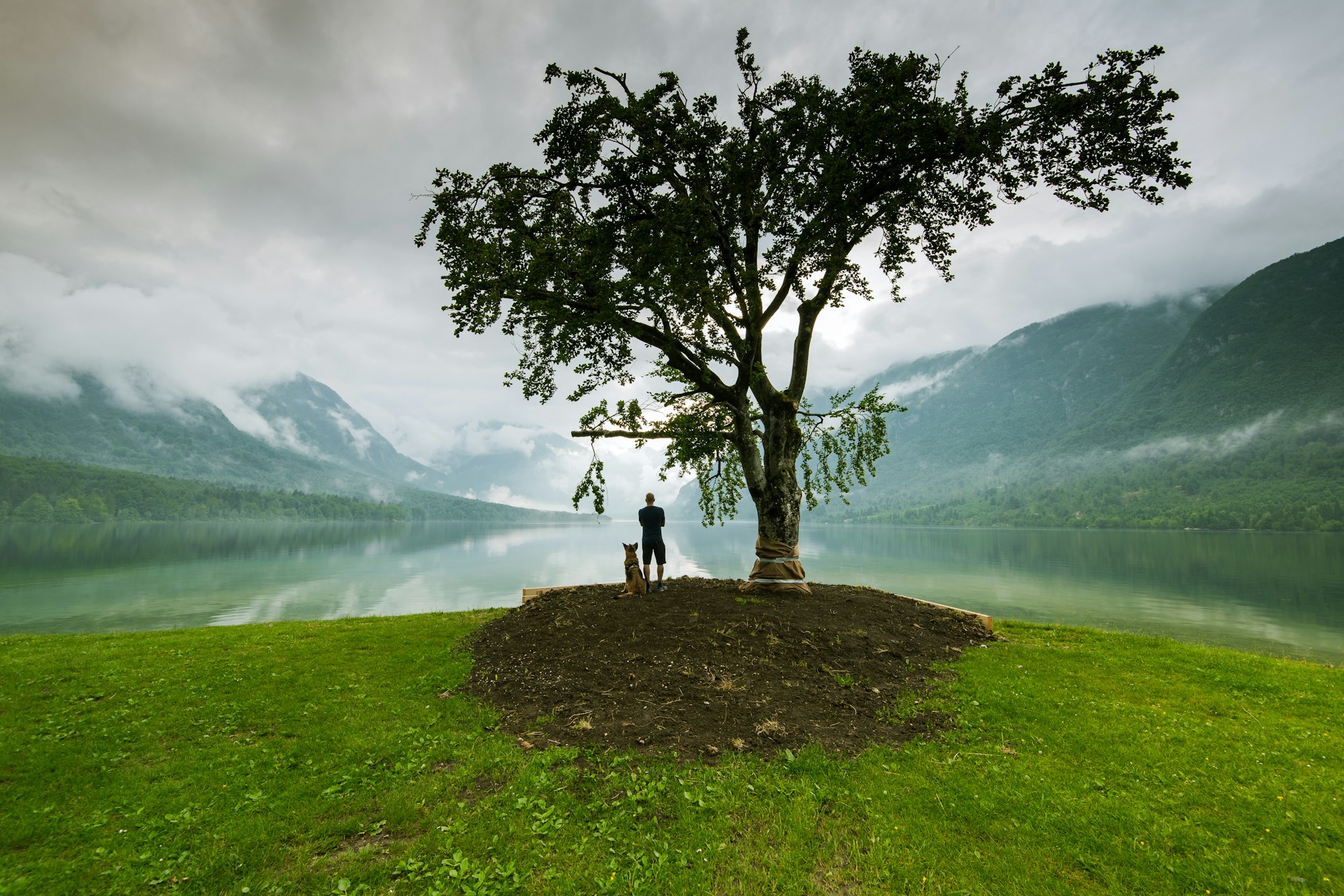 Man with dog watching sunset under lonely tree in Slovenia